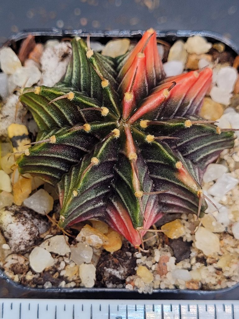 Gymnocalycium Mihanovichii Beautiful Unique Dark Ribs with Good Dark Stripes, Bright Ribs with Stripes Variegation Variegated Cactus #1477 - Image 3