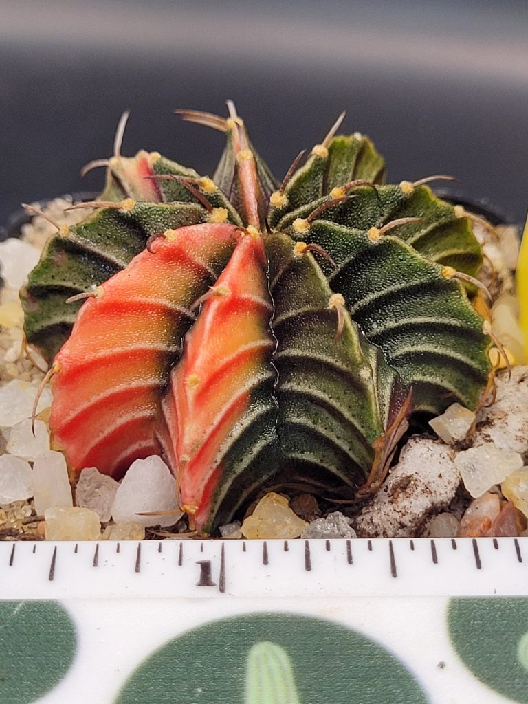 Gymnocalycium Mihanovichii Beautiful Unique Dark Ribs with Good Dark Stripes, Bright Ribs with Stripes Variegation Variegated Cactus #1477 - Image 4