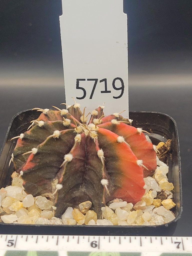 Gymnocalycium Mihanovichii Beautiful Unique Dark Purple, Green and Pink Variegation Variegated Cactus #5719 in 2.75" Pot - Image 3