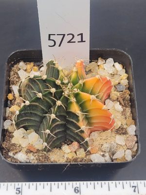 Gymnocalycium Mihanovichii Dark Green, Yellow with Pink outer corners Variegation Variegated Cactus #5721 in 2.75" Pot
