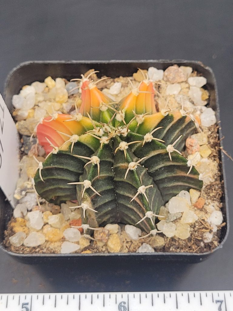 Gymnocalycium Mihanovichii Dark Green, Yellow with Pink outer corners Variegation Variegated Cactus #5721 in 2.75" Pot - Image 3