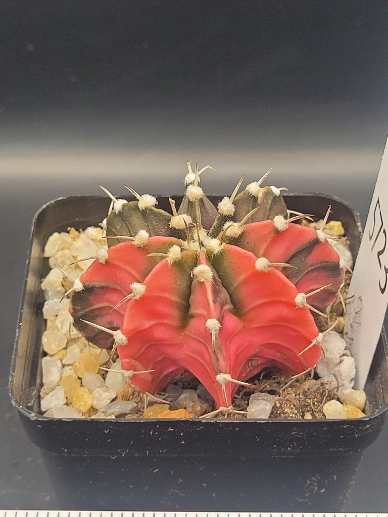 Gymnocalycium Mihanovichii Dark Green and Watermelon Pink Variegation Variegated Cactus #5723 in 2.75" Pot - Image 2