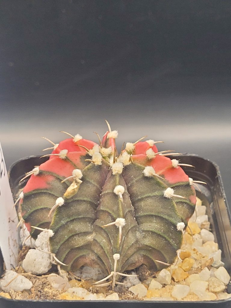 Gymnocalycium Mihanovichii Dark Green and Watermelon Pink Variegation Variegated Cactus #5723 in 2.75" Pot - Image 3