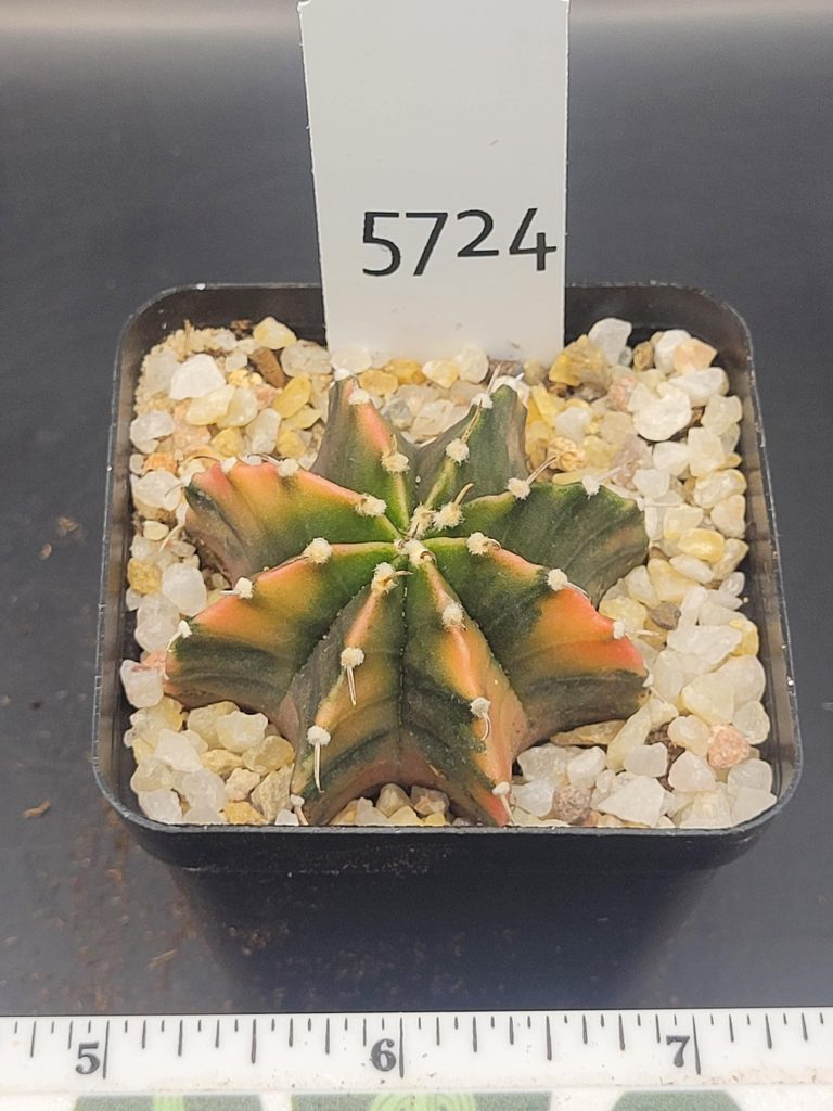 Gymnocalycium Mihanovichii Unique Dark Green, Orange And Purple Variegation Variegated Cactus #5724 in 2.75" Pot - Image 2