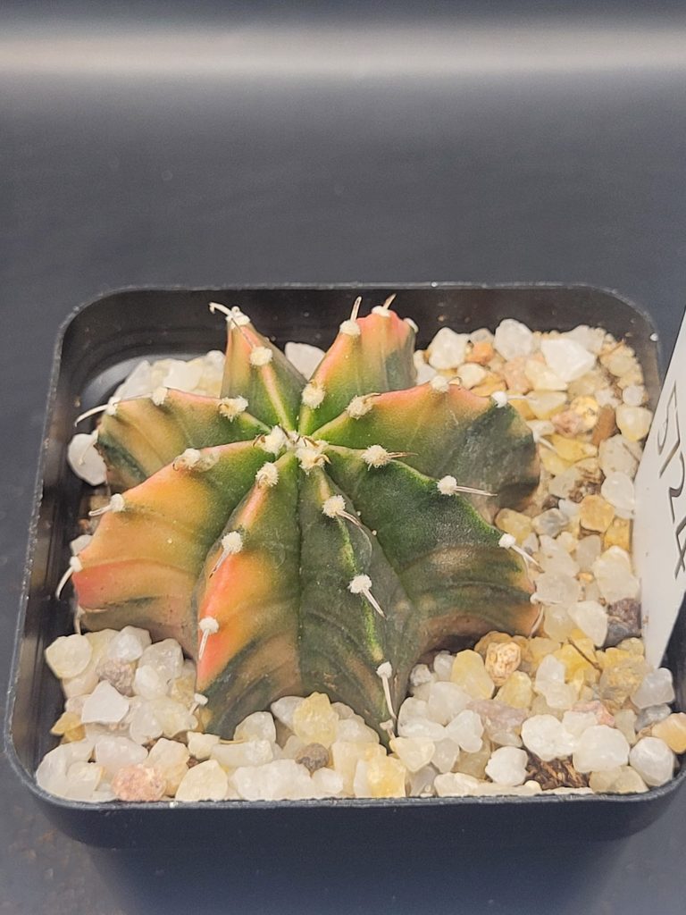 Gymnocalycium Mihanovichii Unique Dark Green, Orange And Purple Variegation Variegated Cactus #5724 in 2.75" Pot - Image 4