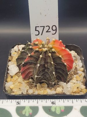Gymnocalycium Mihanovichii Dinosaur claw Variegation Arrangement Cactus #5729 in 2.75" Pot