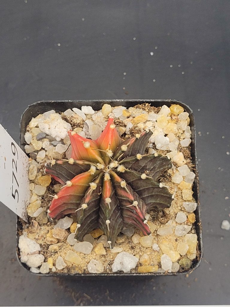 Gymnocalycium Mihanovichii Dinosaur claw Variegation Arrangement Cactus #5729 in 2.75" Pot - Image 4