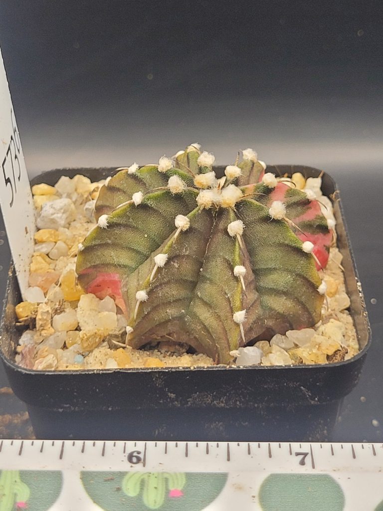 Gymnocalycium Mihanovichii Camp Fire Variegation Variegated Cactus #5736 in 2.75" Pot - Image 2