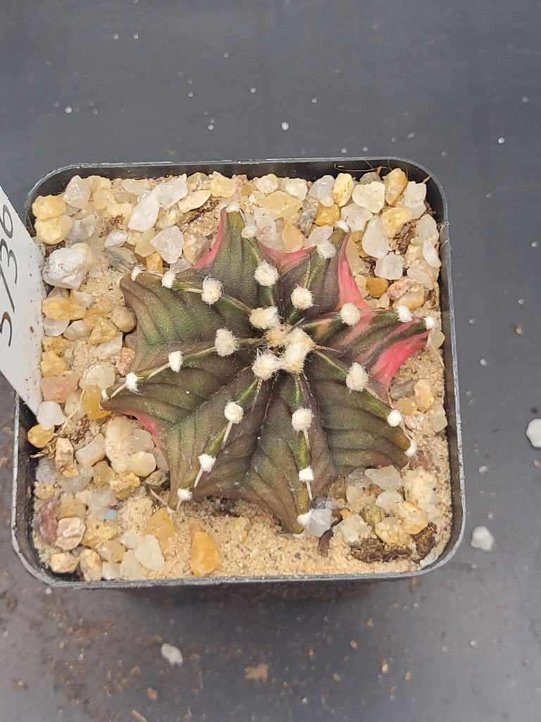Gymnocalycium Mihanovichii Camp Fire Variegation Variegated Cactus #5736 in 2.75" Pot - Image 3