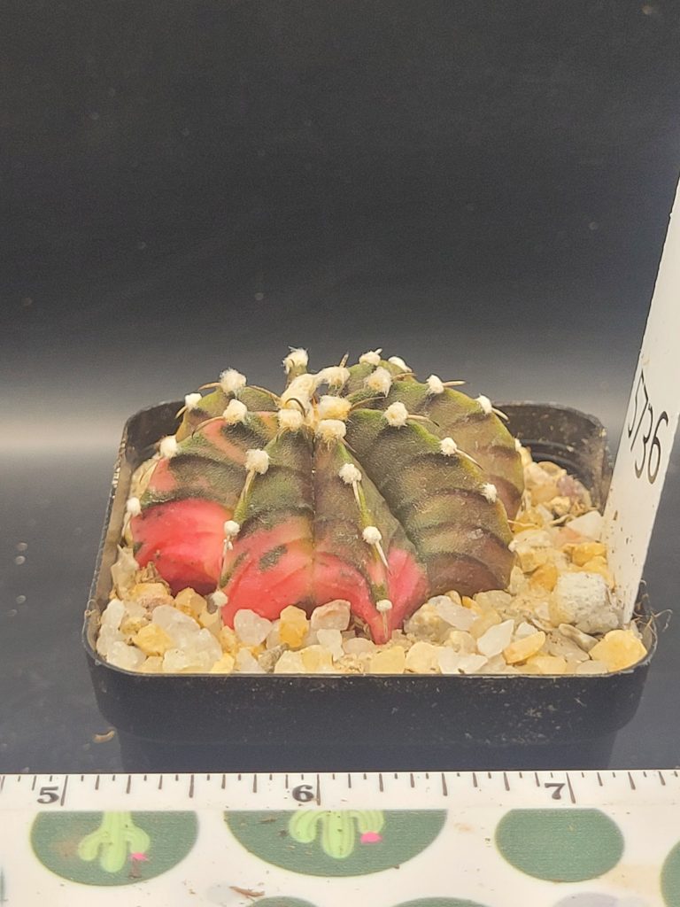 Gymnocalycium Mihanovichii Camp Fire Variegation Variegated Cactus #5736 in 2.75" Pot - Image 4