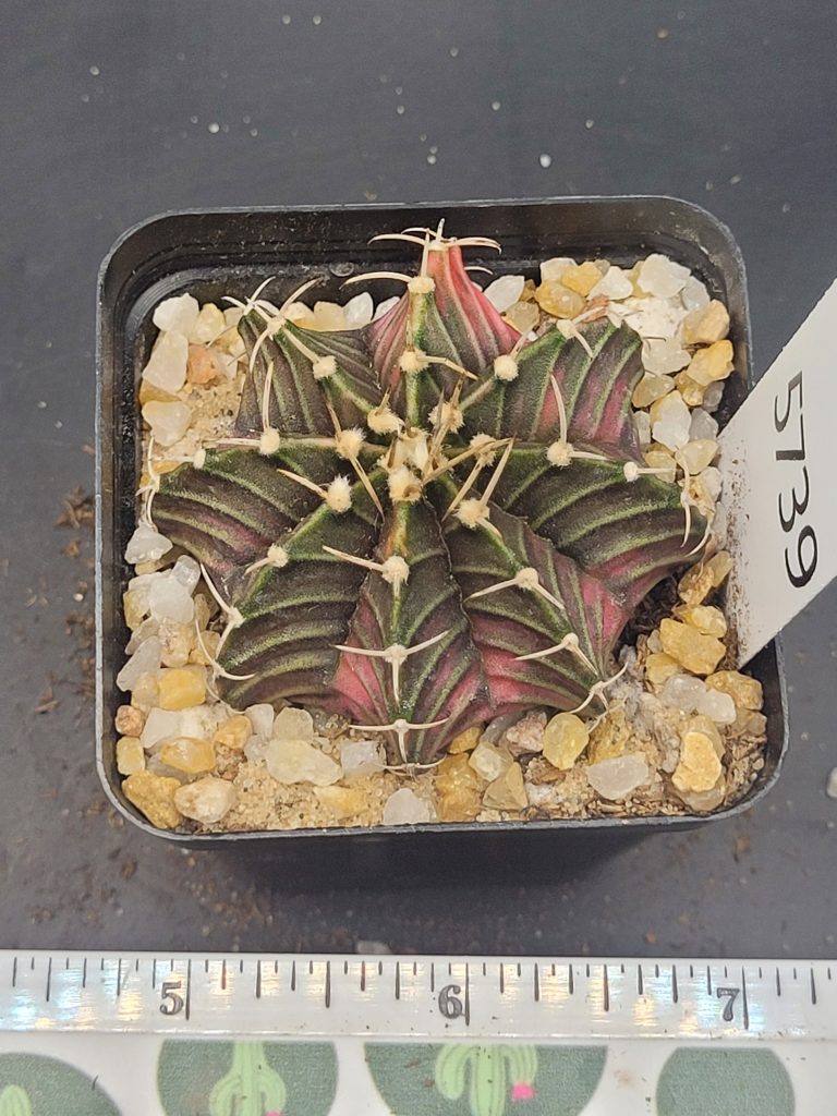 Gymnocalycium Mihanovichii Purple Tree Leaf Variegation Variegated Cactus #5739 in 2.75" Pot - Image 4