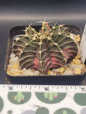 Gymnocalycium Mihanovichii Purple Tree Leaf Variegation Variegated Cactus #5739 in 2.75" Pot