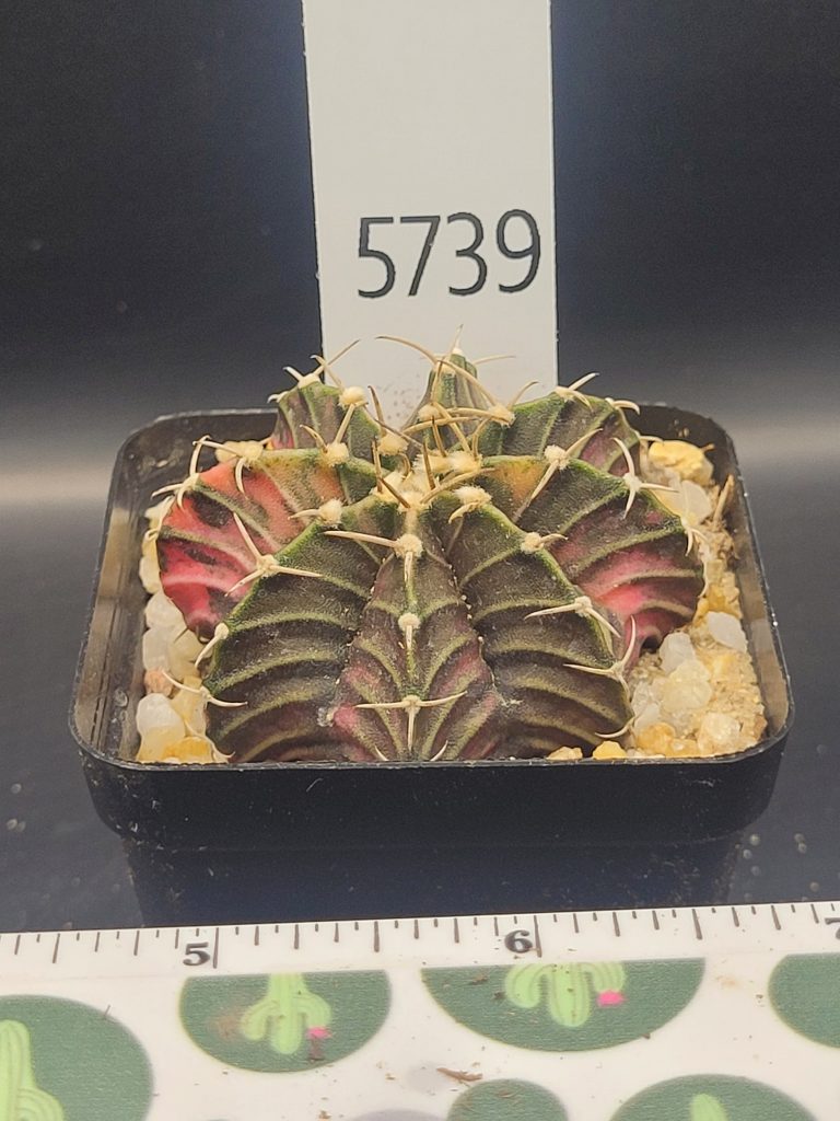Gymnocalycium Mihanovichii Purple Tree Leaf Variegation Variegated Cactus #5739 in 2.75" Pot - Image 2