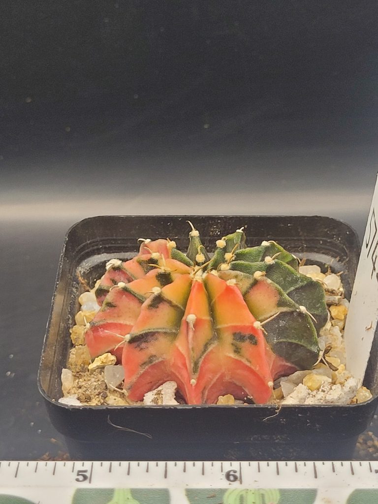 Gymnocalycium Mihanovichii Half and Half Variegation Variegated Cactus #5742 in 2.75" Pot - Image 4
