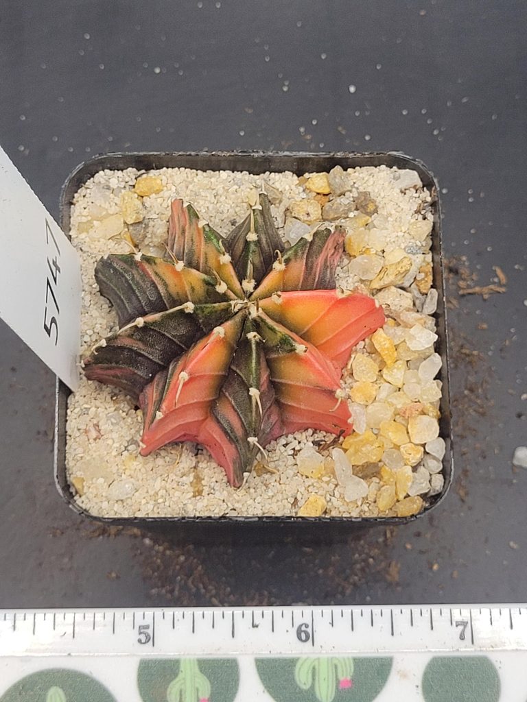 Gymnocalycium Mihanovic Watermelon Pale Orange and Green Variegation Variegated Cactus #5747 in 2.75" Pot - Image 3