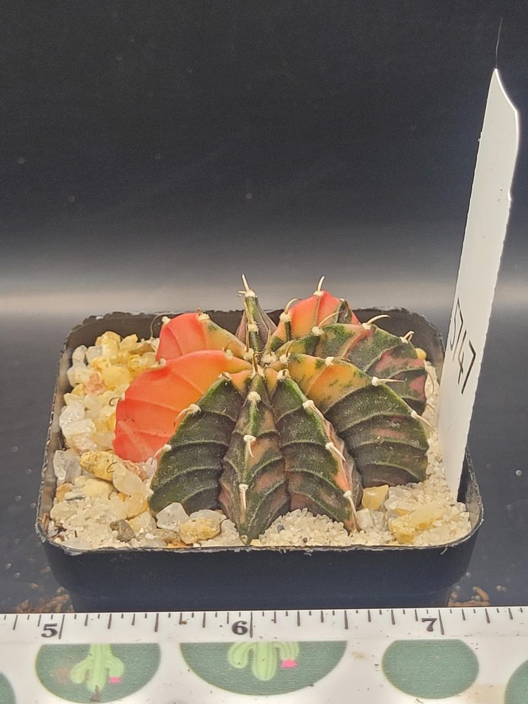 Gymnocalycium Mihanovic Watermelon Pale Orange and Green Variegation Variegated Cactus #5747 in 2.75" Pot - Image 4