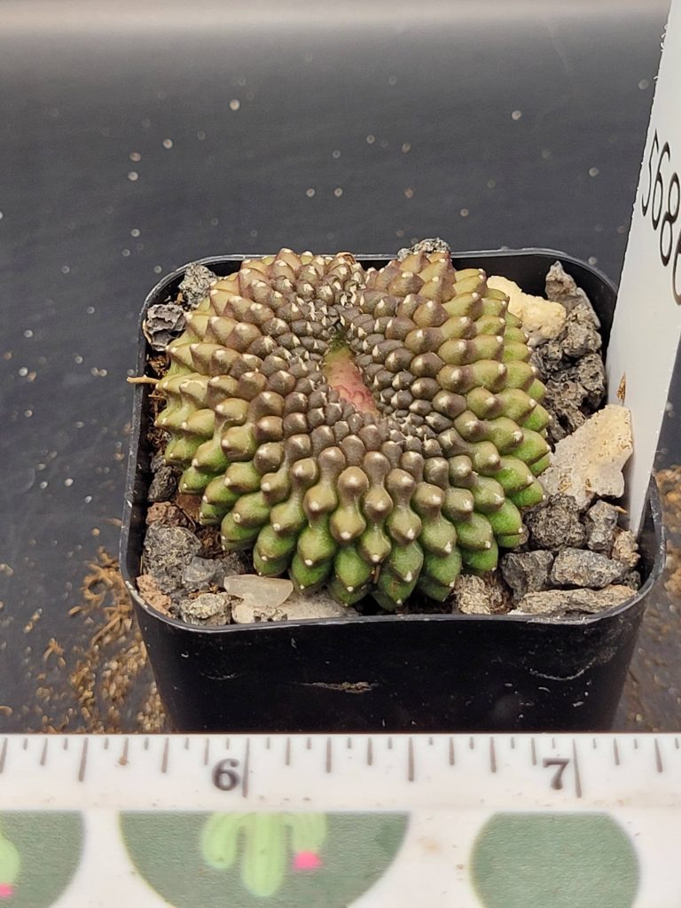 Gymnocalycium Cristata Crested Thornless Cactus Unique Rare Special Cacti #5686
