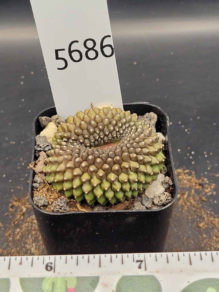 Gymnocalycium Cristata Crested Thornless Cactus Unique Rare Special Cacti #5686 - Image 4
