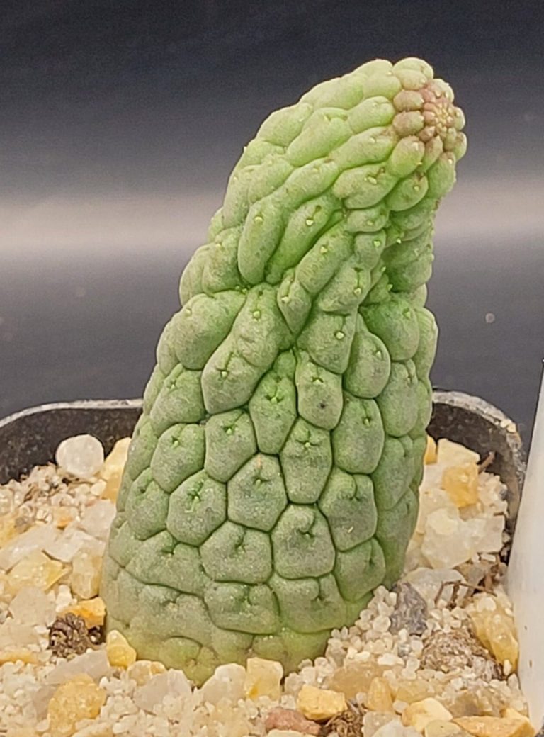 Care Guide for Larryleachia Cactiformis