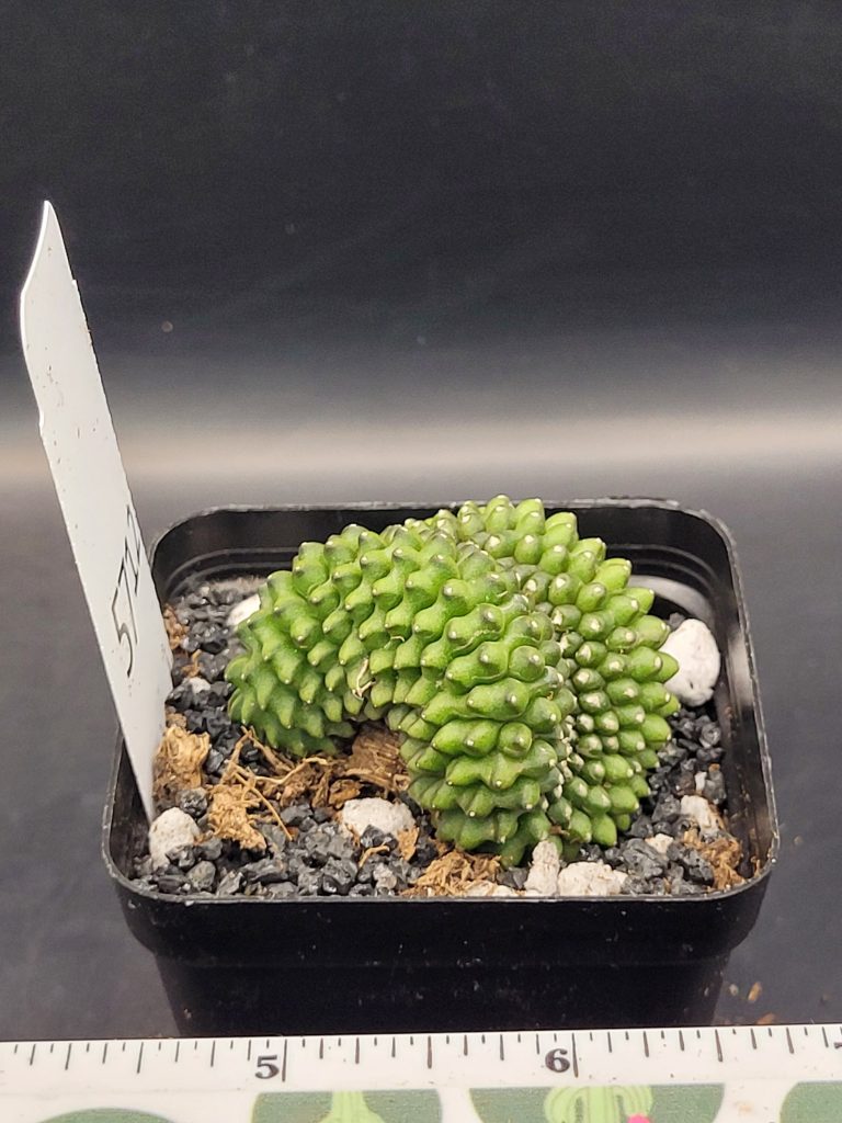 Gymnocalycium Cristata Crested Crazy Ridges and Folds Great Smile Thornless Cactus Unique Rare Special Cacti #5712 - Image 2