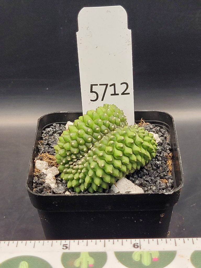 Gymnocalycium Cristata Crested Crazy Ridges and Folds Great Smile Thornless Cactus Unique Rare Special Cacti #5712 - Image 4