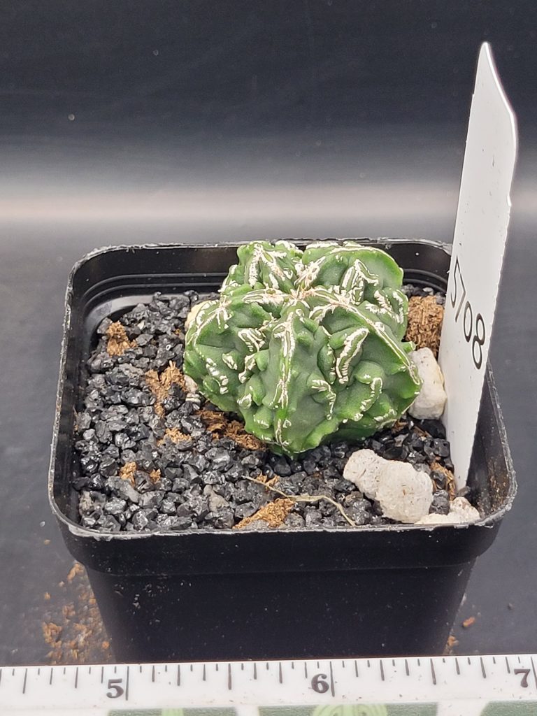 Astrophytum Myriostigma Fukuryu (Bishop's Cap) Cactus Unique Rare Beautiful Cacti #5708