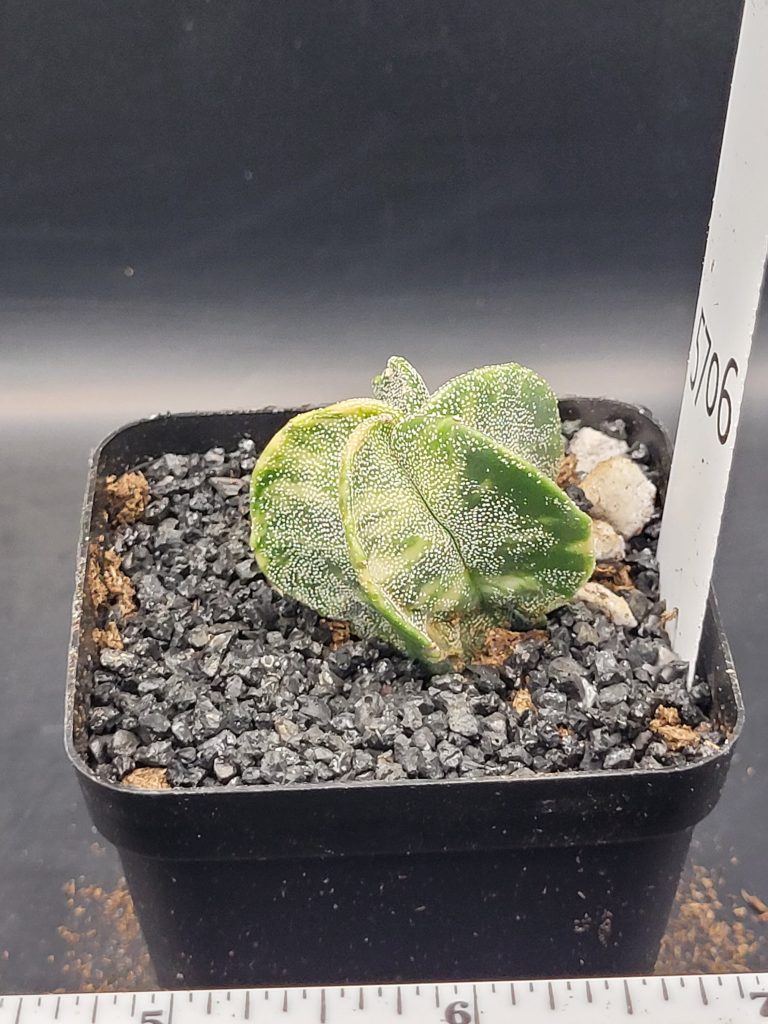Astrophytum Myriostigma Variegated Nudum (Bishop's Cap) Cactus Unique Rare Beautiful Cacti #5706