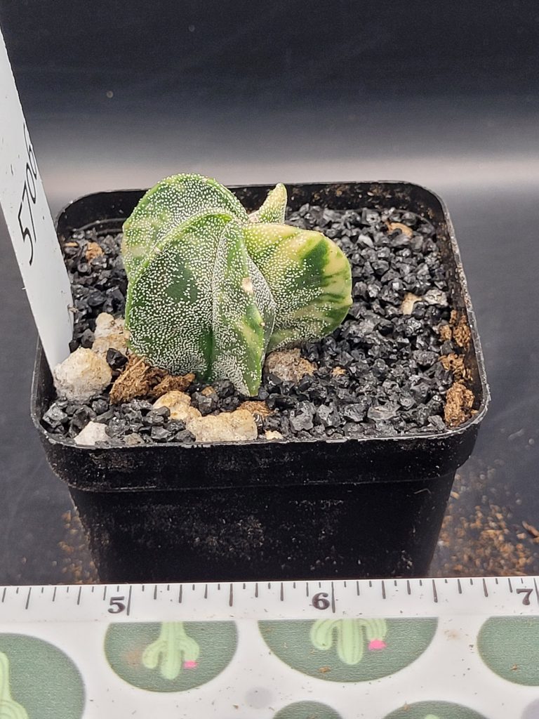 Astrophytum Myriostigma Variegated Nudum (Bishop's Cap) Cactus Unique Rare Beautiful Cacti #5706 - Image 3