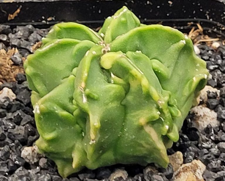 Care Guide for Astrophytum Myriostigma