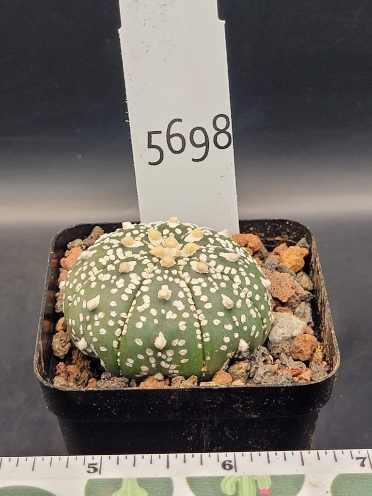 Astrophytum Super Kabuto Cactus Beautiful #5698 Gorgeous Dark Green Big Tufts Live Cacti - 2.75 inch pot - Image 3