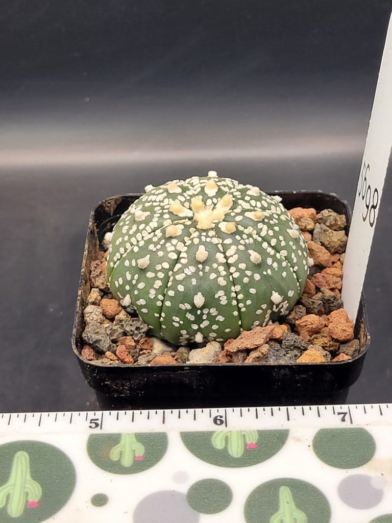 Astrophytum Super Kabuto Cactus Beautiful #5698 Gorgeous Dark Green Big Tufts Live Cacti - 2.75 inch pot - Image 2