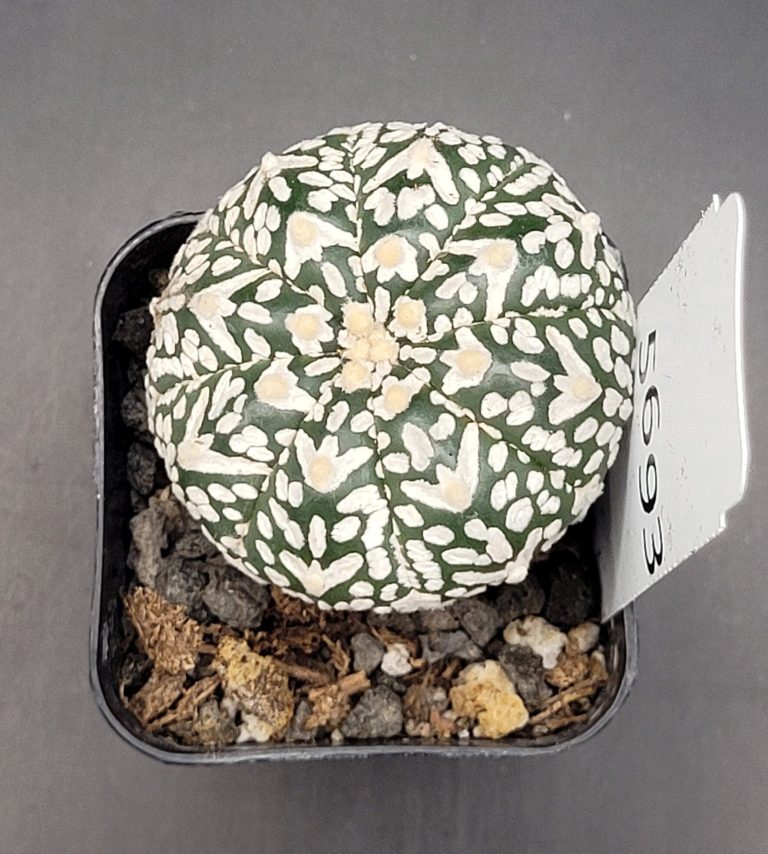Astrophytum V Type Cactus Beautiful #5695 Gorgeous V Markings Fat and Squat Live Cacti - 2 inch pot