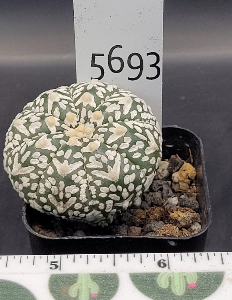 Astrophytum V Type Cactus Beautiful #5695 Gorgeous V Markings Fat and Squat Live Cacti - 2 inch pot - Image 2