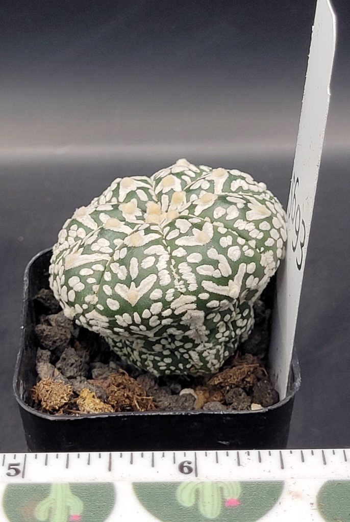 Astrophytum V Type Cactus Beautiful #5695 Gorgeous V Markings Fat and Squat Live Cacti - 2 inch pot - Image 4