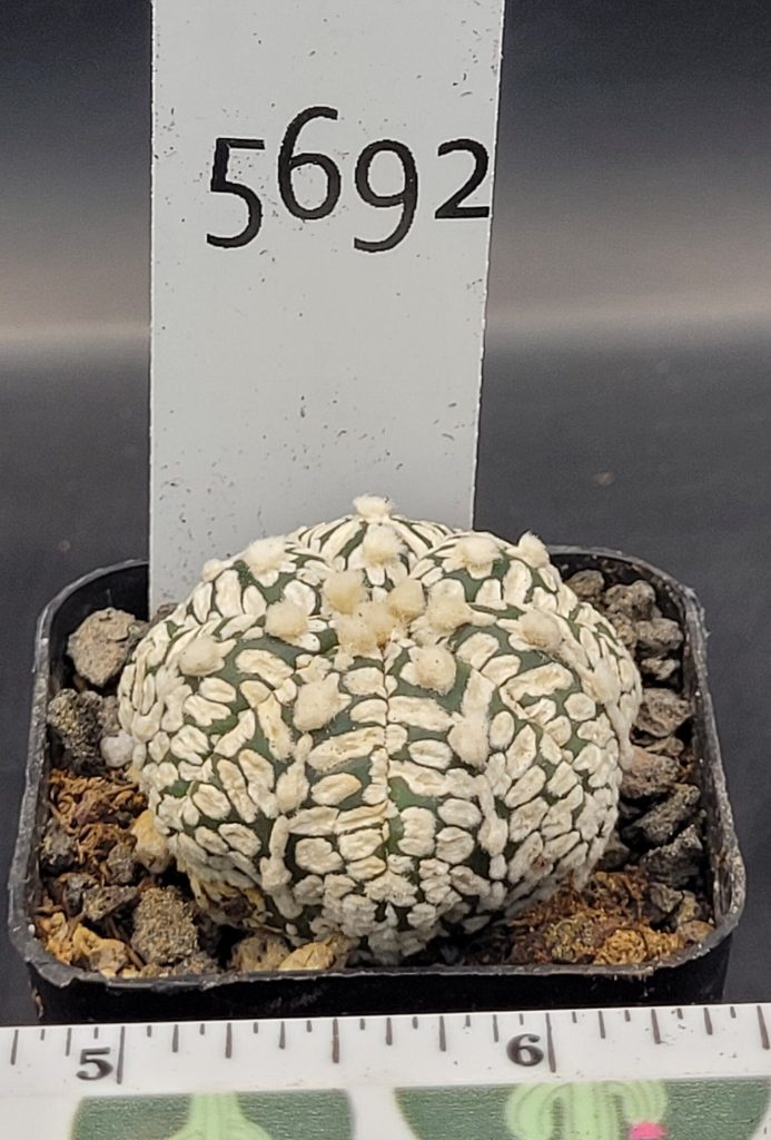 Astrophytum V Type Cactus Beautiful #5692 Gorgeous V Markings and Lines, Unique Pattern Live Cacti - 2 inch pot - Image 2