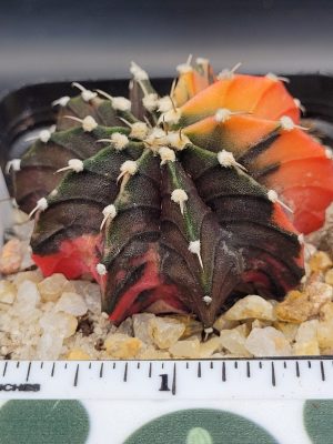 Gymnocalycium Mihanovichii Melon Belly Variegation Variegated Cactus #5264 in 2.75" Pot
