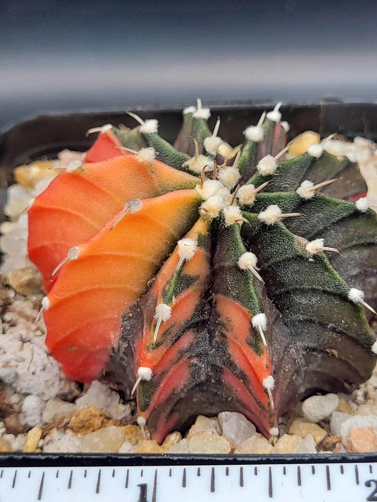 Gymnocalycium Mihanovichii Melon Belly Variegation Variegated Cactus #5264 in 2.75" Pot - Image 2