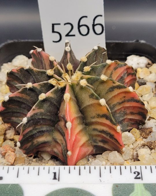 Gymnocalycium Mihanovichii Green Stripped Variegation Variegated Cactus #5266 in 2.75" Pot