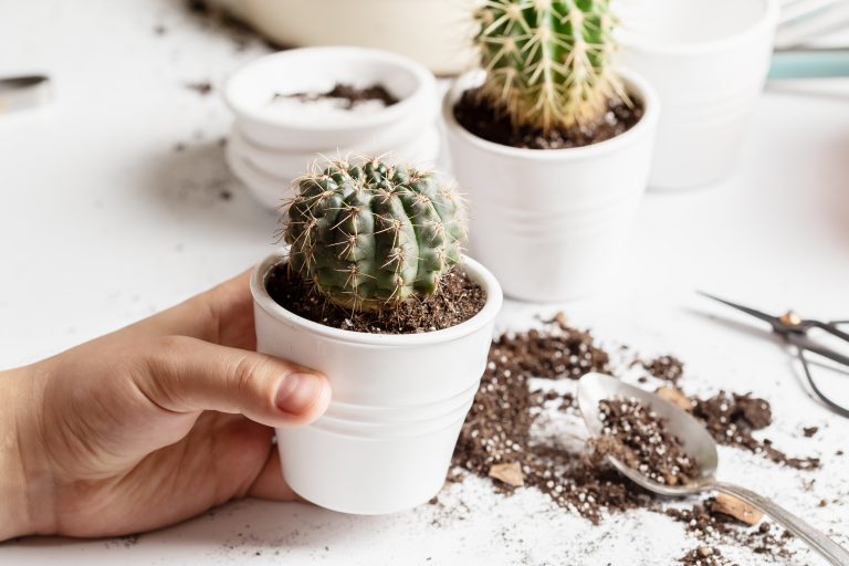 Cactus Soil Mix