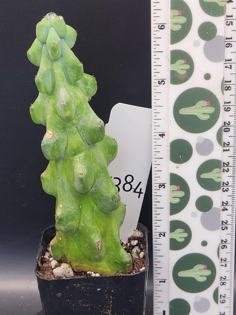 Myrtillocactus Geometrizans Boobie Cactus Tall Rooted 4+ Inches Cacti #5384