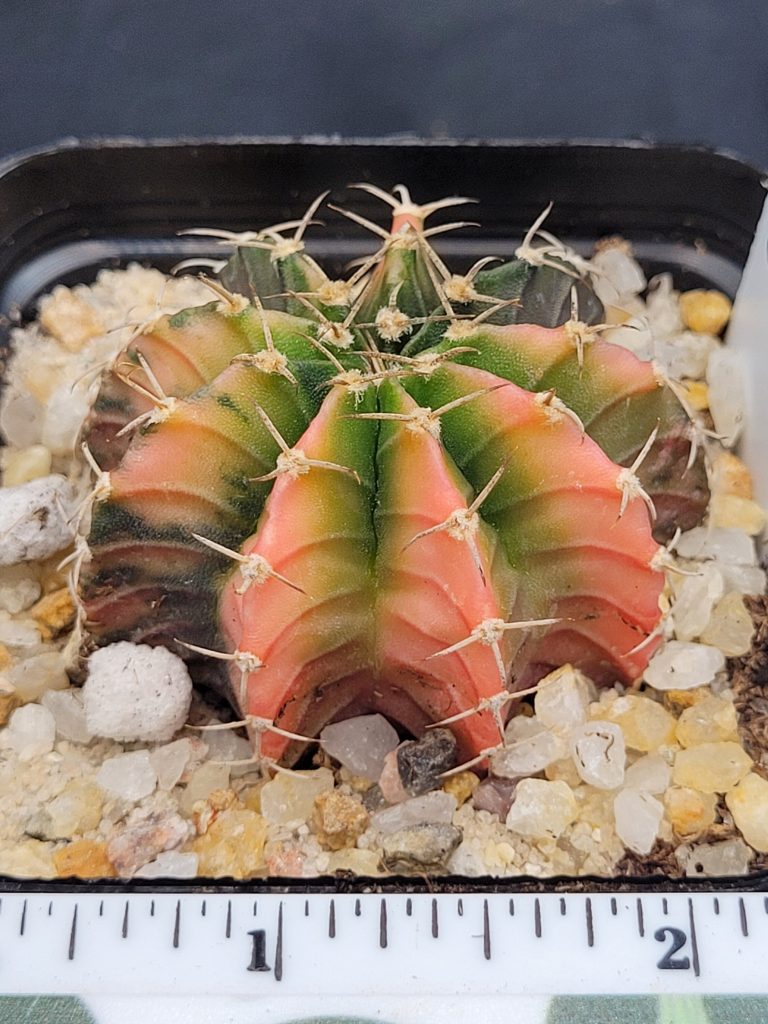 Gymnocalycium Mihanovichii Variegated Cactus Unique Apple Coloring #5293 in 2.75" Pot - Image 2