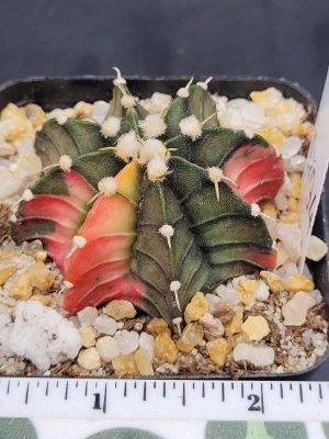 Gymnocalycium Mihanovichii Variegated Cactus Dark Green with Pink Ribs #5294 in 2.75" Pot