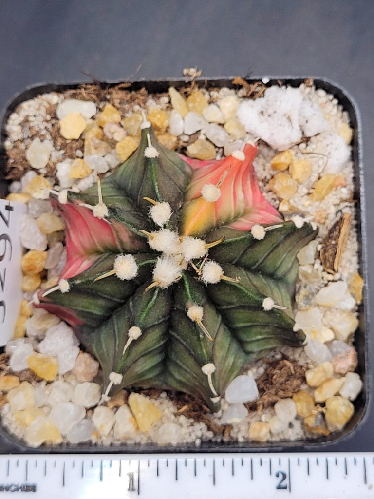 Gymnocalycium Mihanovichii Variegated Cactus Dark Green with Pink Ribs #5294 in 2.75" Pot - Image 4