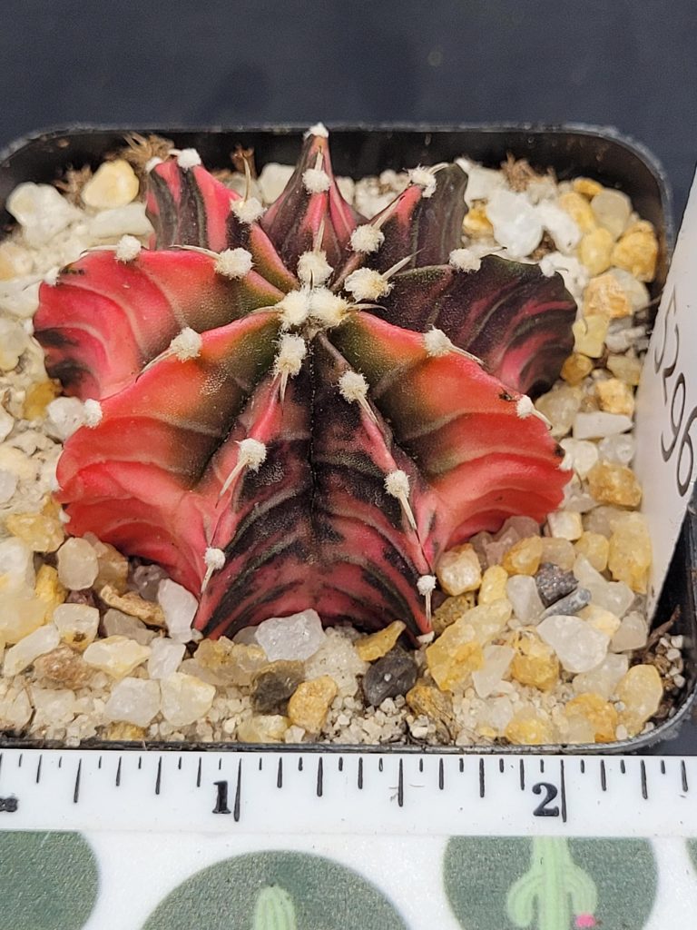 Gymnocalycium Mihanovichii Variegated Cactus Unique Pink and Green Chevrons #5296 in 2.75" Pot