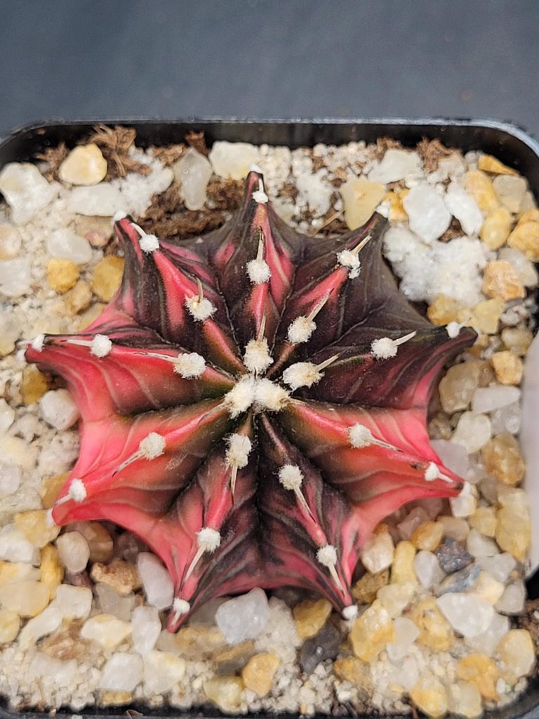 Gymnocalycium Mihanovichii Variegated Cactus Unique Pink and Green Chevrons #5296 in 2.75" Pot - Image 4
