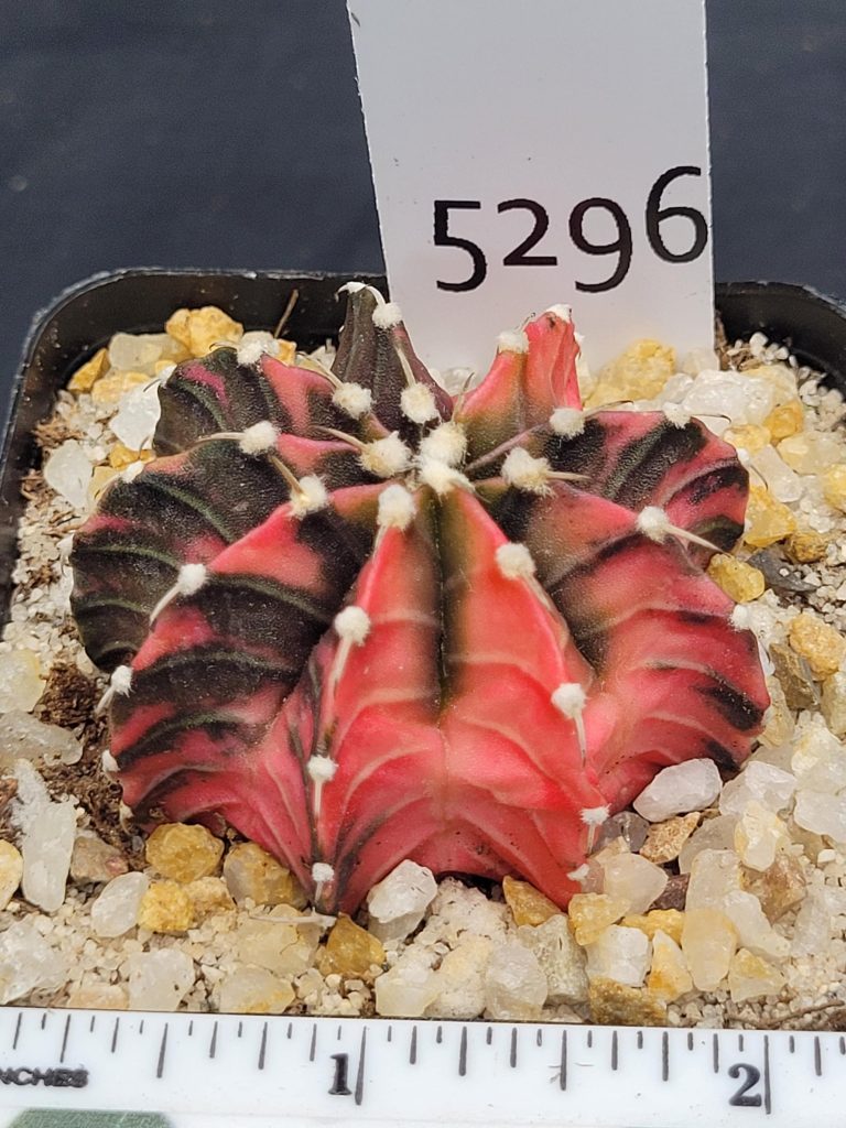 Gymnocalycium Mihanovichii Variegated Cactus Unique Pink and Green Chevrons #5296 in 2.75" Pot - Image 3