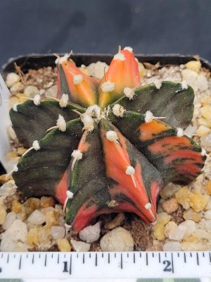 Gymnocalycium Mihanovichii Variegated Cactus Unique Bright Cantaloupe #5297 in 2.75" Pot