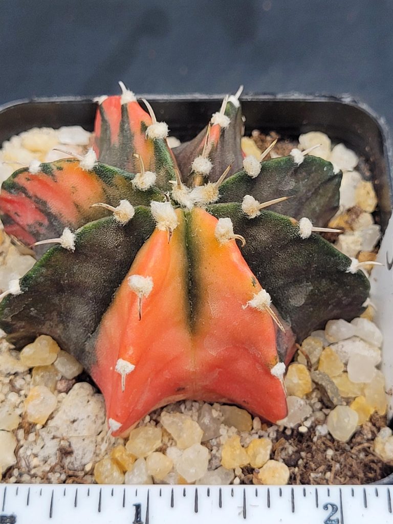 Gymnocalycium Mihanovichii Variegated Cactus Unique Bright Cantaloupe #5297 in 2.75" Pot - Image 2