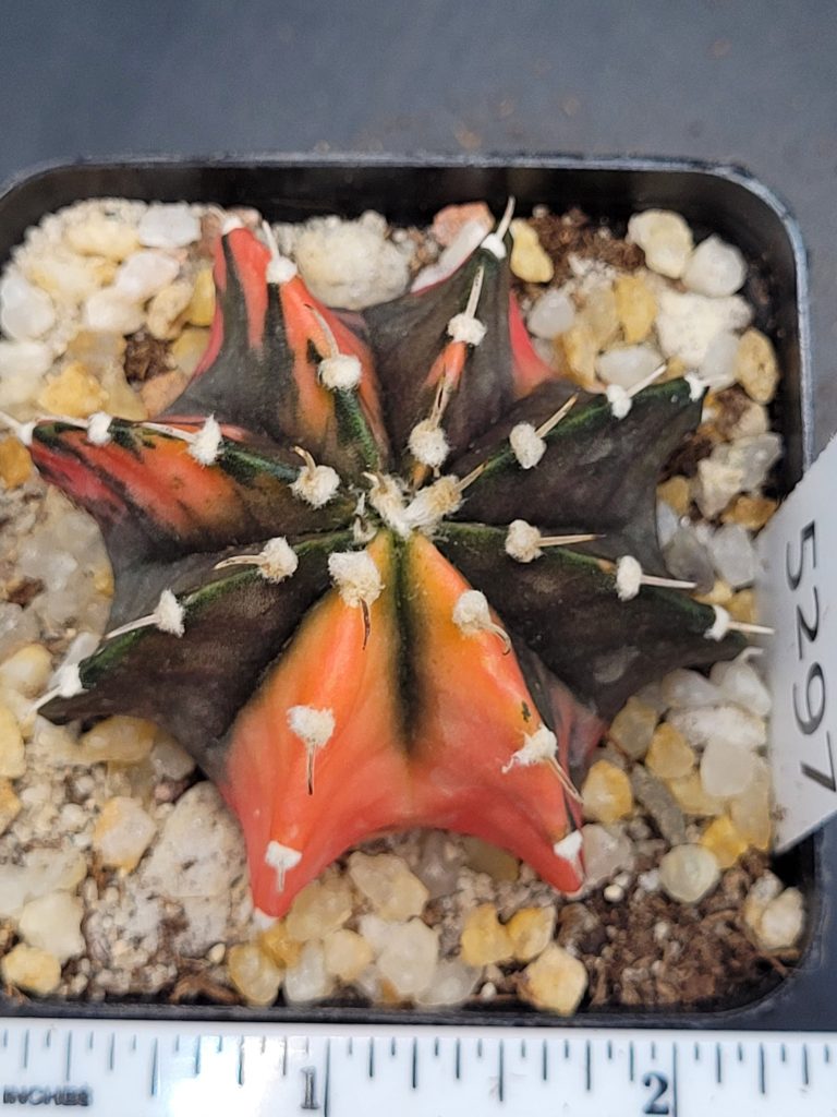Gymnocalycium Mihanovichii Variegated Cactus Unique Bright Cantaloupe #5297 in 2.75" Pot - Image 4