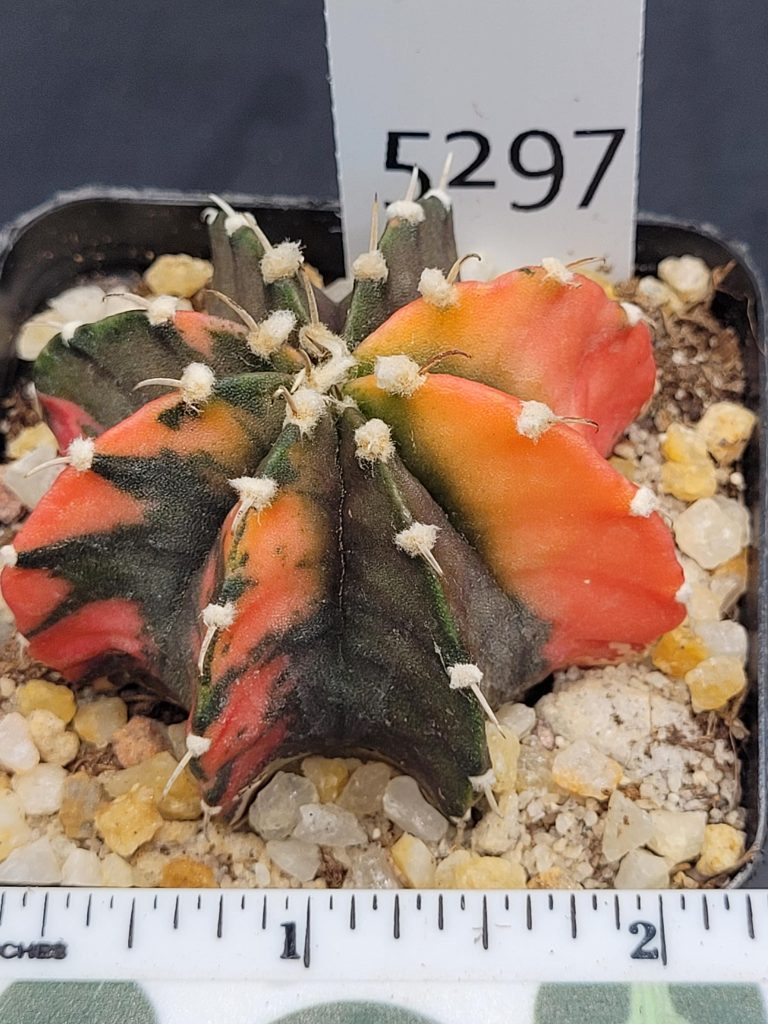 Gymnocalycium Mihanovichii Variegated Cactus Unique Bright Cantaloupe #5297 in 2.75" Pot - Image 3